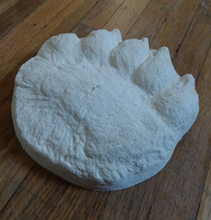 Cargar imagen en el visor de la galería, Bear: Footprint Adult Polar Bear footprint cast replica