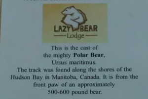 Bear: Footprint Adult Polar Bear footprint cast replica