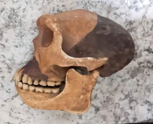 Load image into Gallery viewer, Peking man skull profile cast replica