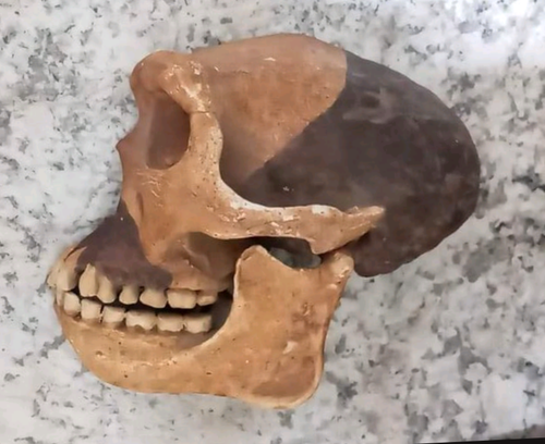 Peking man skull profile cast replica