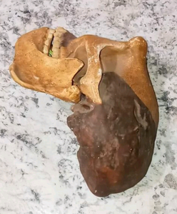 Peking man skull profile cast replica