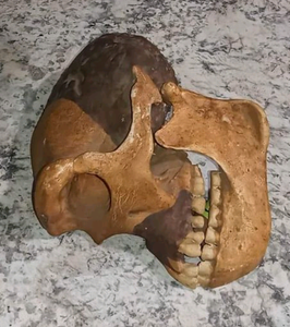 Peking man skull profile cast replica