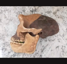 Load image into Gallery viewer, Peking man skull profile cast replica