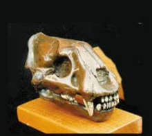 Load image into Gallery viewer, Baby Smilodon skull cast Replica Sabertooth Cat Juvenile Skull