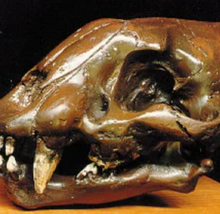 Laden Sie das Bild in den Galerie-Viewer, Baby Smilodon skull cast Replica Sabertooth Cat Juvenile Skull
