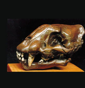 Baby Smilodon skull cast Replica Sabertooth Cat Juvenile Skull
