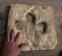 Load image into Gallery viewer, Iguanodon Dinosaur footprint track cast replica #1 TMF