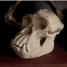 Load image into Gallery viewer, Chimpanzee: Adult Male Chimpanzee Skull cast replica 2023