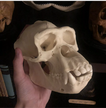 Load image into Gallery viewer, Chimpanzee: Adult Male Chimpanzee Skull cast replica 2023