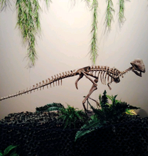 Load image into Gallery viewer, Pachycephalosaurus Stegoceras validum skeleton cast replica