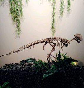Discounted Pachycephalosaurus Stegoceras validum skeleton cast replica