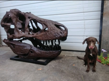 Laden Sie das Bild in den Galerie-Viewer, T.rex skull cast replica 1