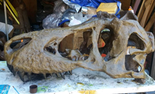 Cargar imagen en el visor de la galería, T.rex skull cast replica 1