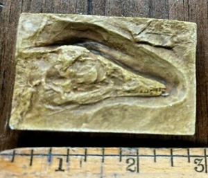 Archaeopteryx "first bird" skull cast replica