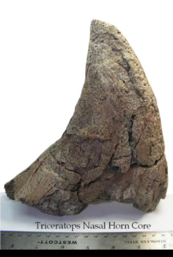 Triceratops Nose Horn 15