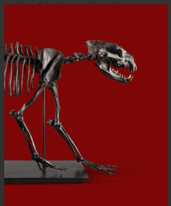 Bear dog fossil skeleton