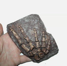 Load image into Gallery viewer, Archeria Foot fossil cast replica Texas