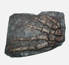 Load image into Gallery viewer, Archeria Foot fossil cast replica Texas