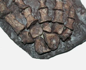 Archeria Foot fossil cast replica Texas