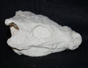 Seymouria skull cast replica fossil reproduction