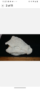Seymouria skull cast replica fossil reproduction