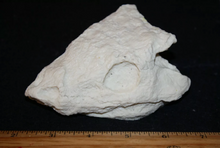 Cargar imagen en el visor de la galería, Seymouria skull cast replica fossil reproduction