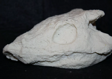 Load image into Gallery viewer, Seymouria skull cast replica fossil reproduction