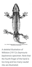 Laden Sie das Bild in den Galerie-Viewer, Seymouria skeleton fossil cast replica