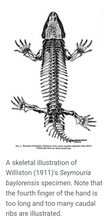 画像をギャラリービューアに読み込む, Seymouria skeleton fossil cast replica