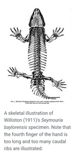 Seymouria skeleton fossil cast replica