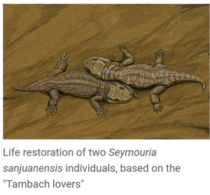 Seymouria skeleton fossil cast replica