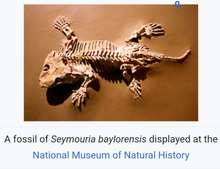 Charger l&#39;image dans la galerie, Seymouria skeleton fossil cast replica