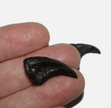 Charger l&#39;image dans la galerie, Dimetrodon limbatus claws cast replica set of 2