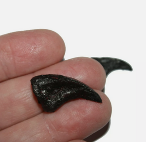 Dimetrodon limbatus claws cast replica set of 2