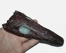 Cargar imagen en el visor de la galería, Archeria skull fossil cast replica Texas