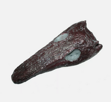 Cargar imagen en el visor de la galería, Archeria skull fossil cast replica Texas