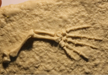 Laden Sie das Bild in den Galerie-Viewer, Captorhinus foot leg cast replica