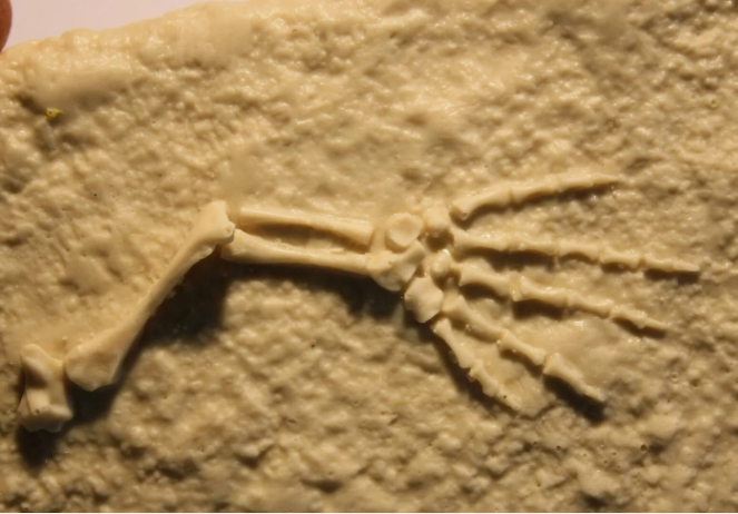 Captorhinus foot leg cast replica