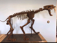 画像をギャラリービューアに読み込む, Smilodon: Smilodon skeleton