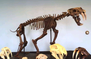 Smilodon: Smilodon skeleton