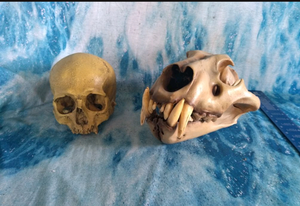 Barbary lion skull fossil cast replica