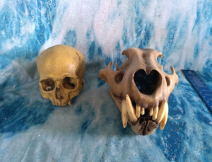 Barbary lion skull fossil cast replica