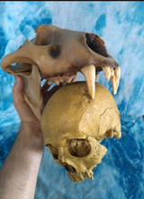 Cargar imagen en el visor de la galería, Barbary lion skull fossil cast replica