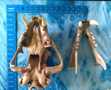 Laden Sie das Bild in den Galerie-Viewer, Barbary lion skull fossil cast replica