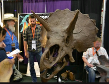 Laden Sie das Bild in den Galerie-Viewer, Triceratops skull cast replica reproduction for sale