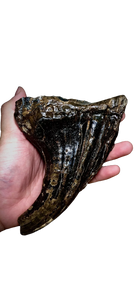 Fossil Mammoth tooth cast replica 2022A