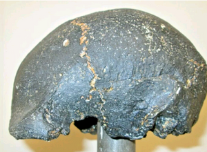 Homo erectus hominid skull cast replica SM3