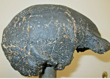 Load image into Gallery viewer, Homo erectus hominid skull cast replica SM3