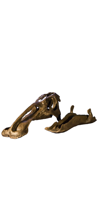 Edmontosaurus juvenile skull cast replica Dinosaur