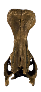 Edmontosaurus juvenile skull cast replica Dinosaur